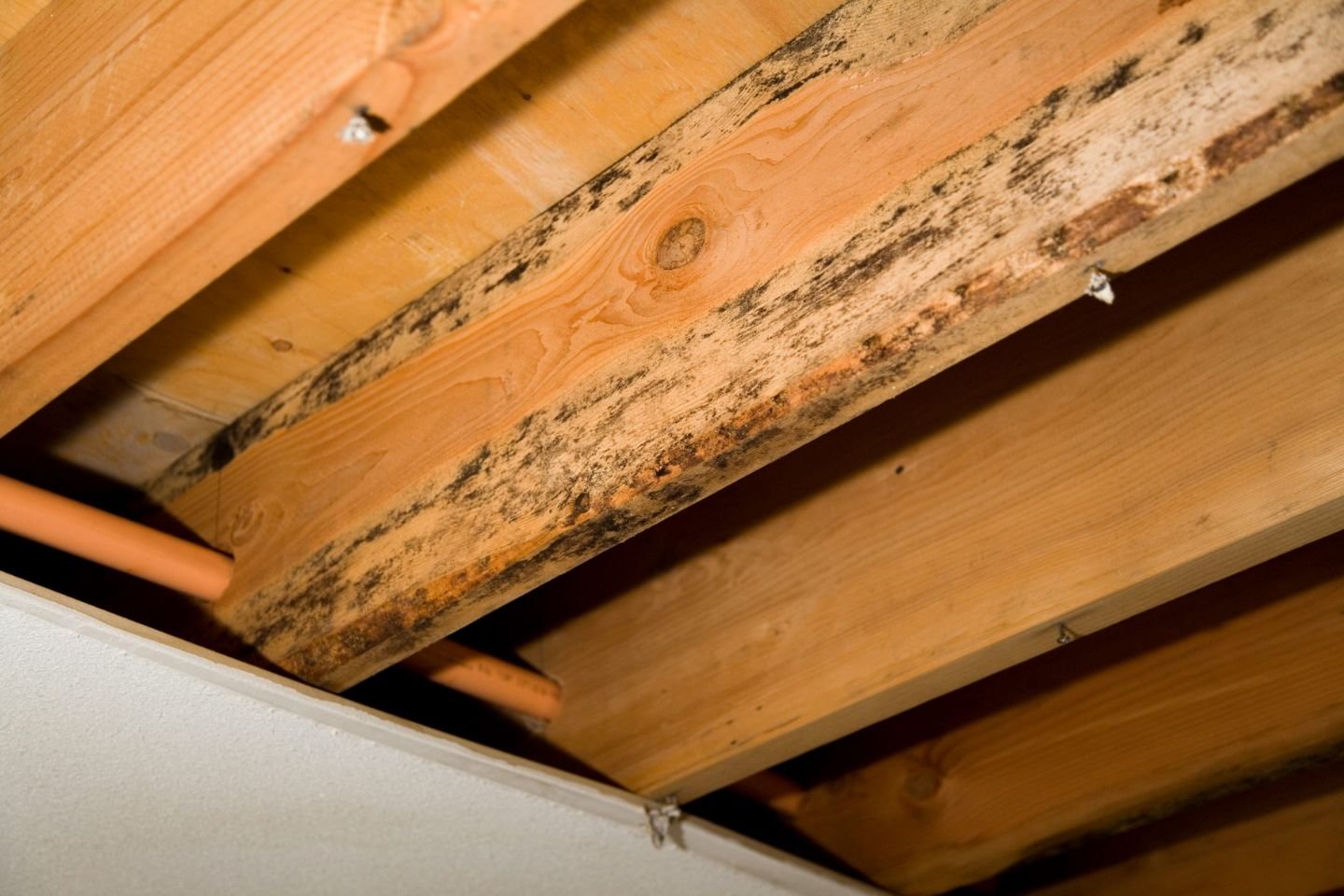 Close-up of mold on an attic ceiling, emphasizing the importance of professional mold removal in Orlando, FL.