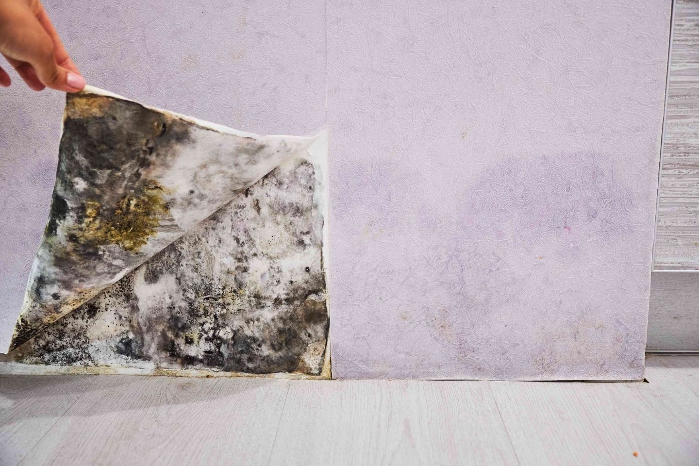 A hand grips a piece of moldy paper, emphasizing the importance of black mold removal services in Orlando, FL.