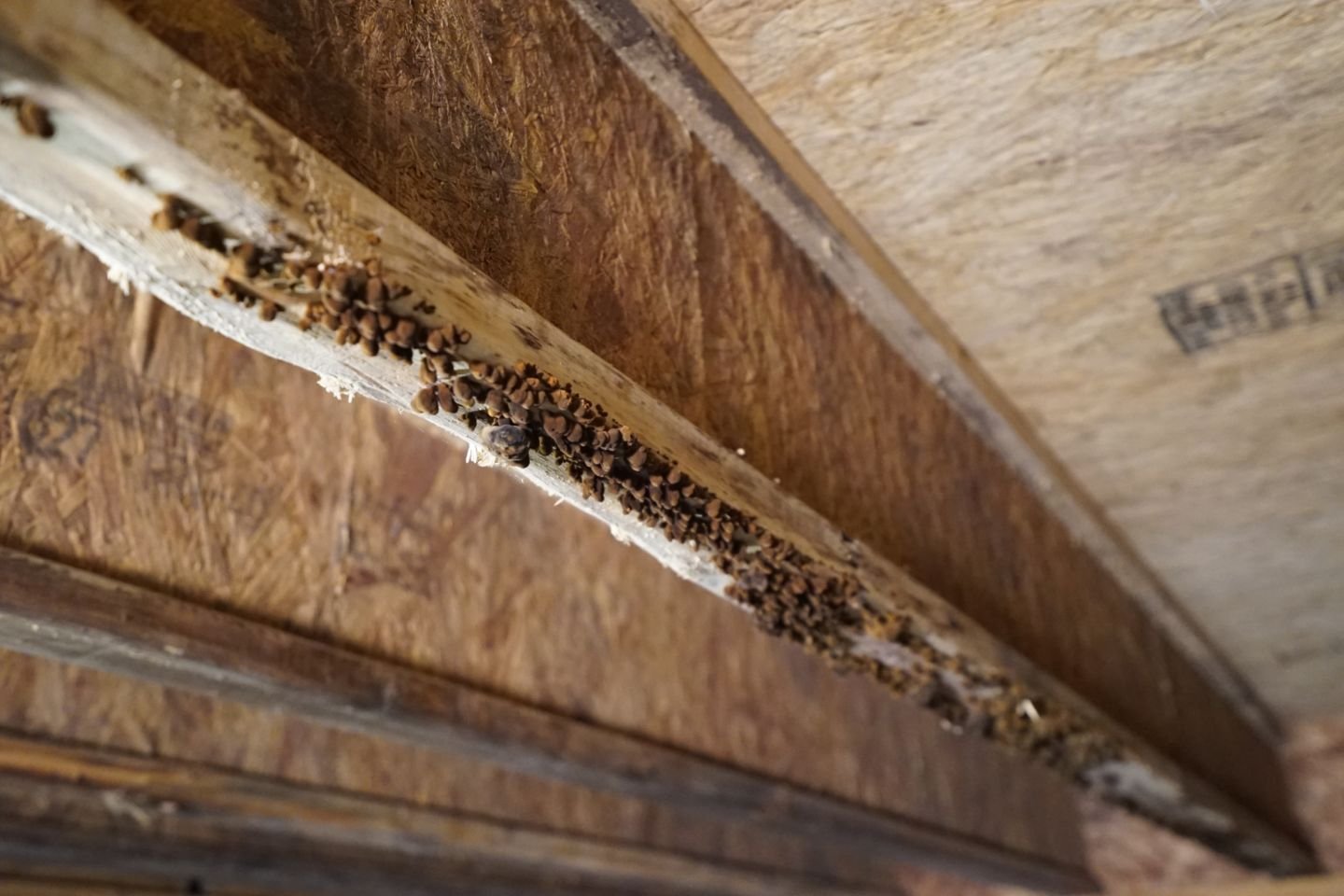 A wooden beam covered with numerous bees, highlighting a crawl space mold removal service in Orlando, FL.