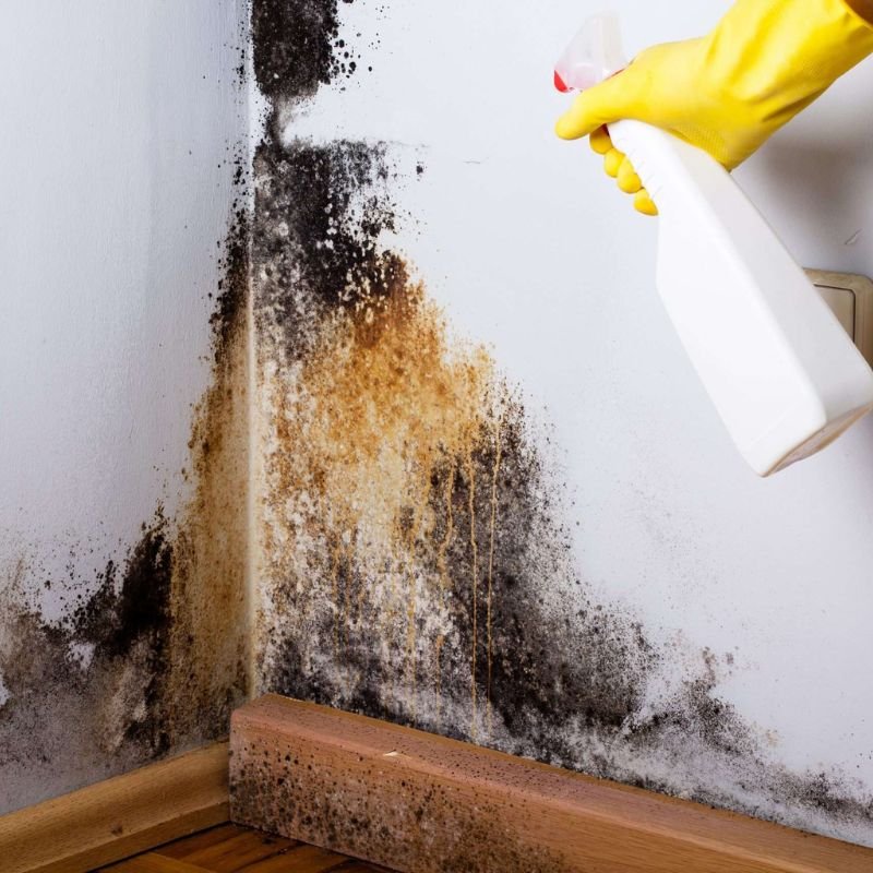 Individual cleaning moldy walls with a spray bottle as part of a mold removal service in Orlando, FL.