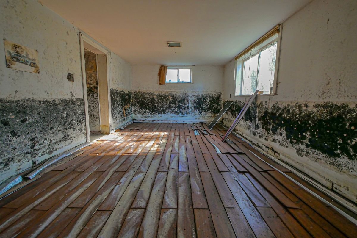 An interior space with deteriorating moldy walls and aged wooden flooring, illustrating a state of disrepair.