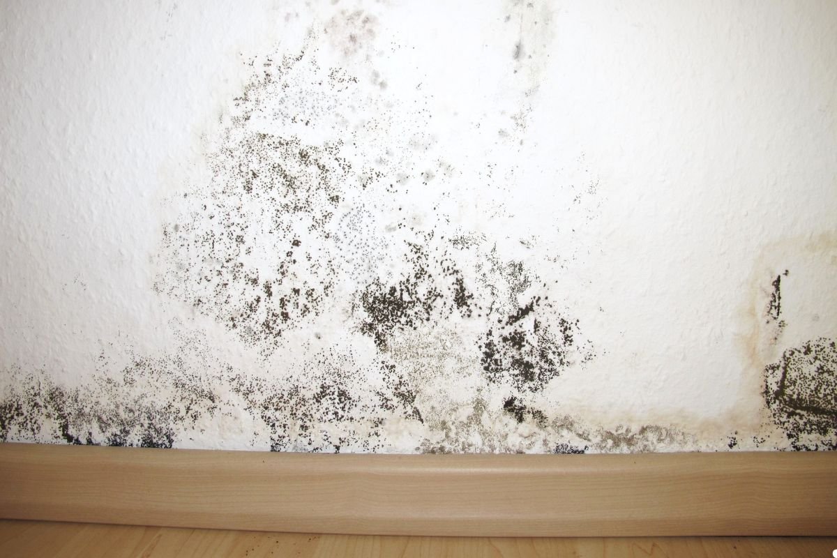 Mold growth on a white wall, with dark spots and streaks, extending from floor to mid-wall near a wooden baseboard.
